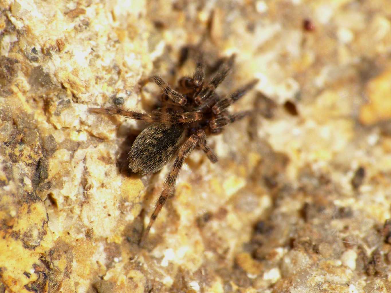 Giovane Agroeca (Liocranidae) -  Santa Severa (RM)